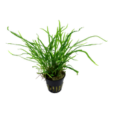 008G Microsorum pteropus 'Trident'